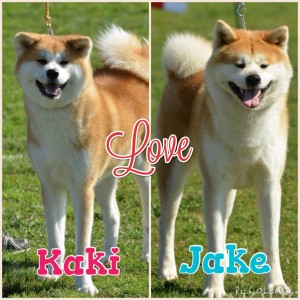 Kaki-Jake Love Match