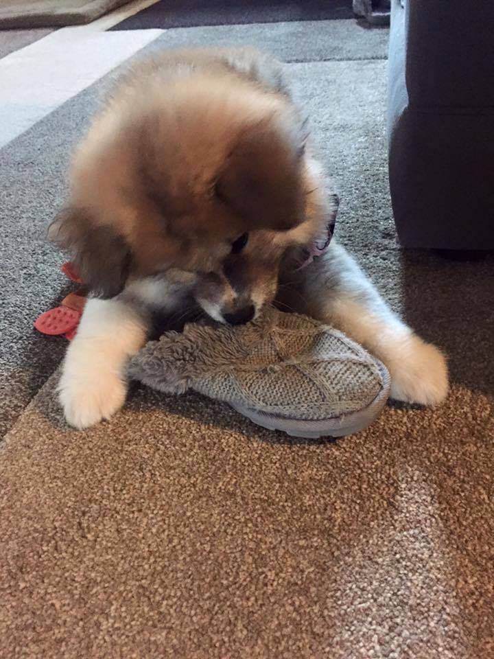Aiko the Japanese Akita puppy chews on a slipper