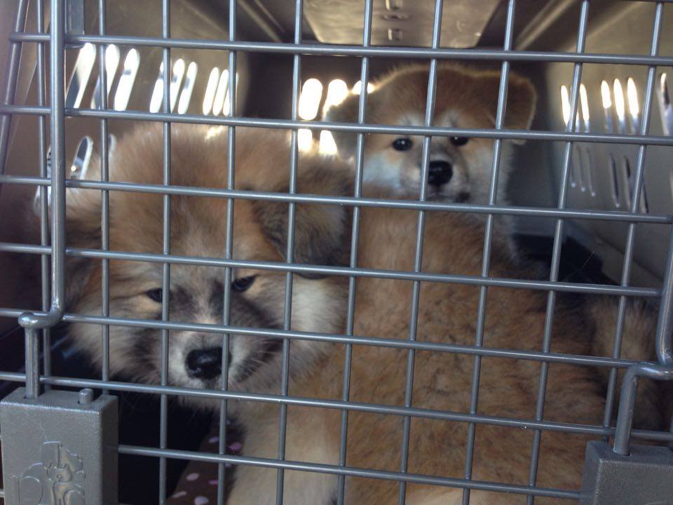 Crated Japanese Akita puppies going to the vet