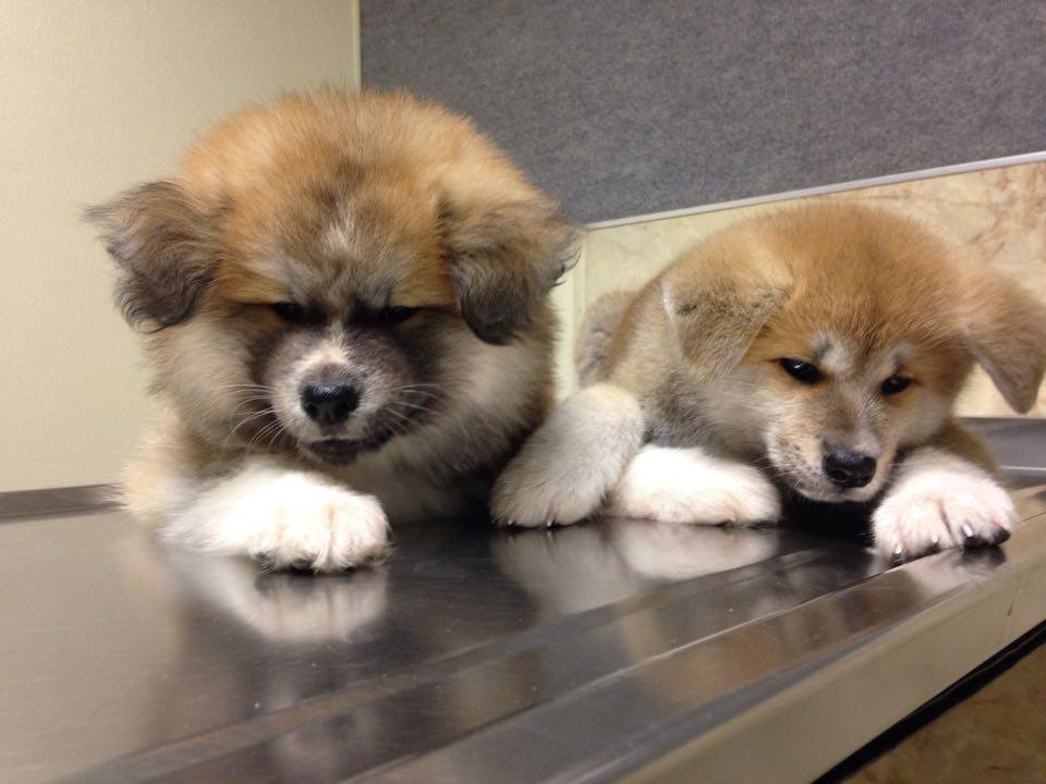 Ethel and Lucy on the vet's exam table