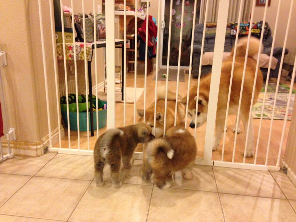 Adult Japanese Akitas introduced to puppies through the baby gate