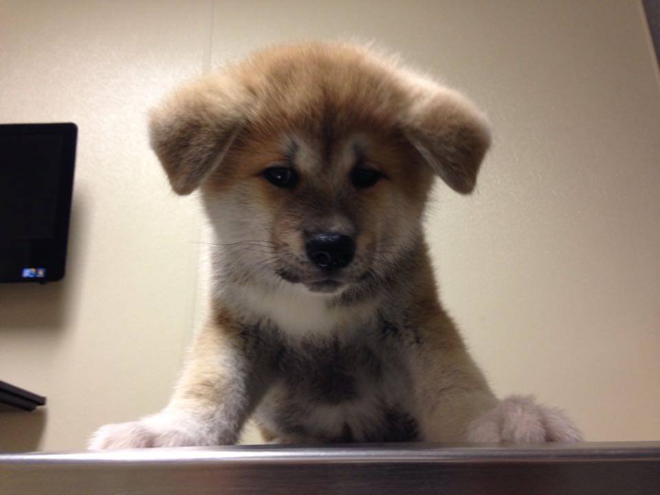 Japanese Akita puppy on the exam table at the vet