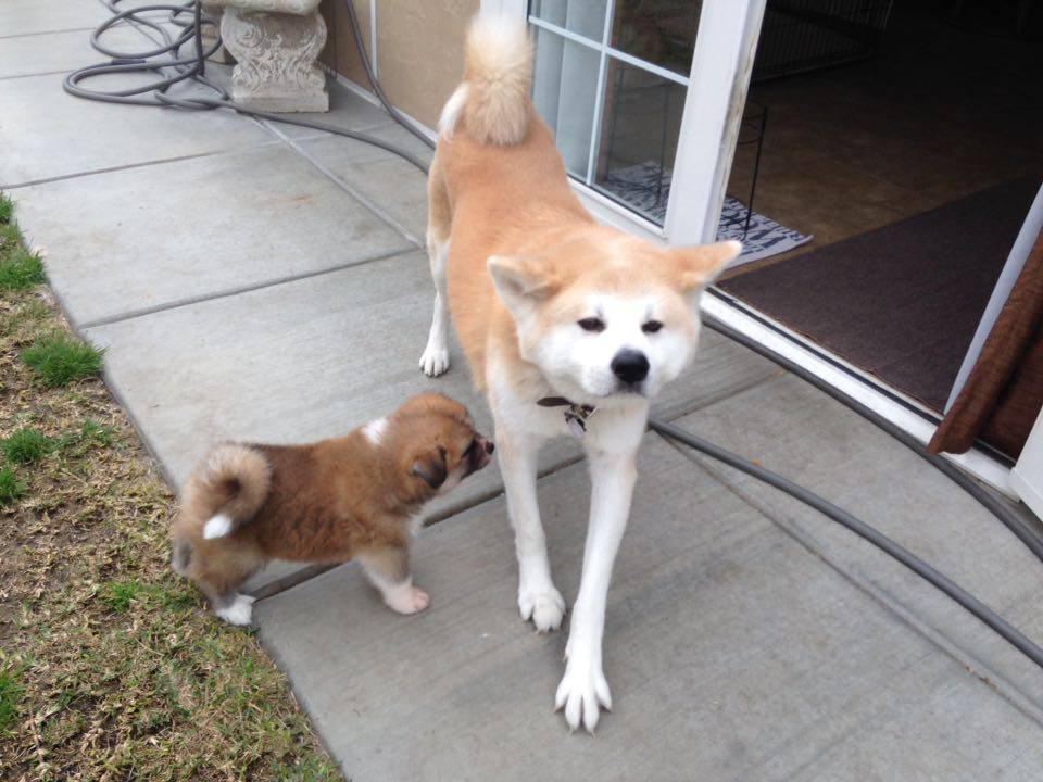 Kita the Japanese Akita with his adopted puppy