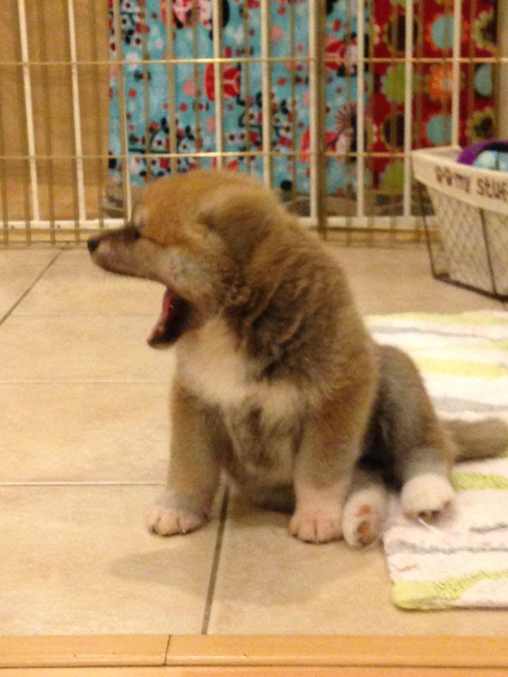 Yawning Japanese Akita puppy