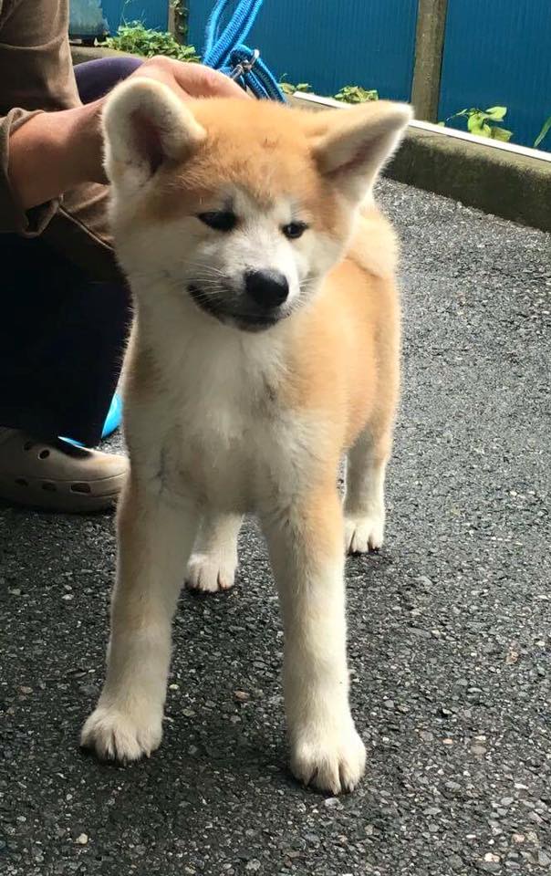 Japanese Akita Puppy from Tohoku to California